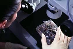 Researchers clone stem cells in laboratories